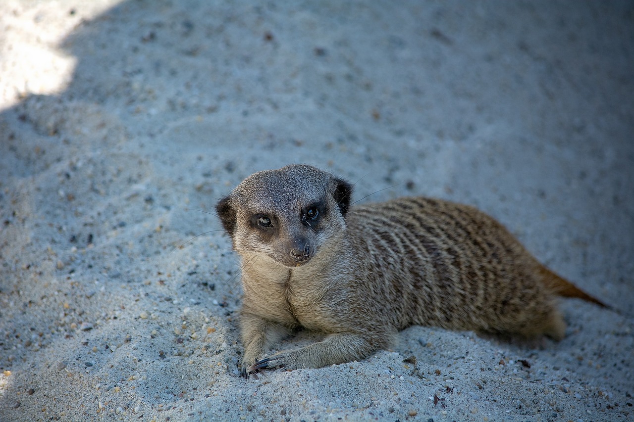 Meerkat,  Gyvūnas,  Žinduolis,  Pobūdį,  Kailiai,  Gyvūnijos Pasaulyje,  Vasara,  Smėlis,  Laukinis Gyvūnas, Nemokamos Nuotraukos