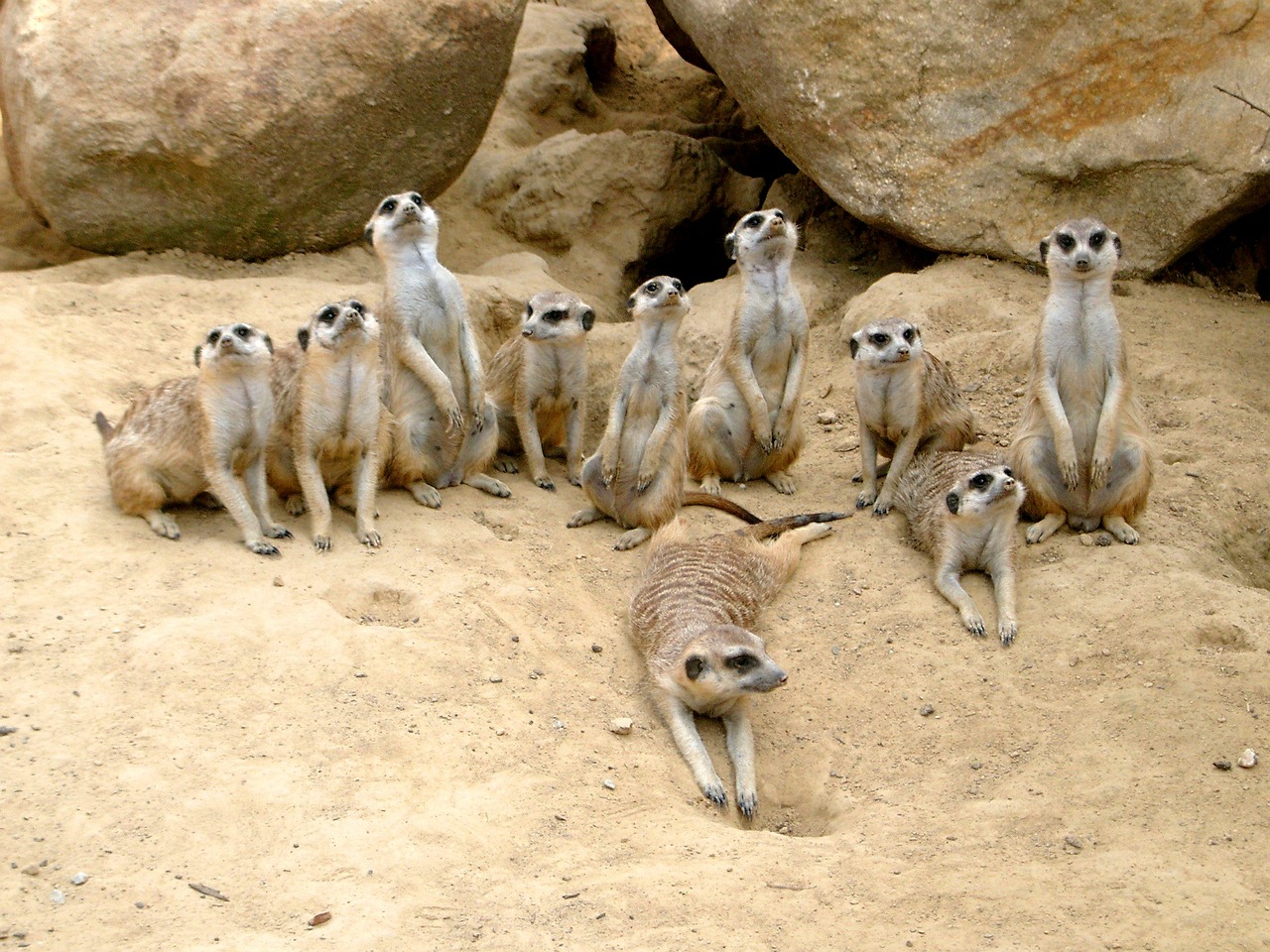 Meerkat, Zoologijos Sodas, Gyvūnas, Smėlis, Dykuma, Dėmesio, Budrus, Žiūrėti, Įdomu, Gyvūnai