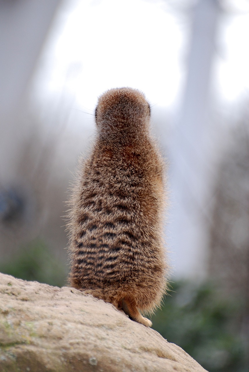 Meerkat, Surinkti, Dykuma, Gamta, Laukinė Gamta, Saugokis, Budrus, Apsauga, Budrus, Nemokamos Nuotraukos