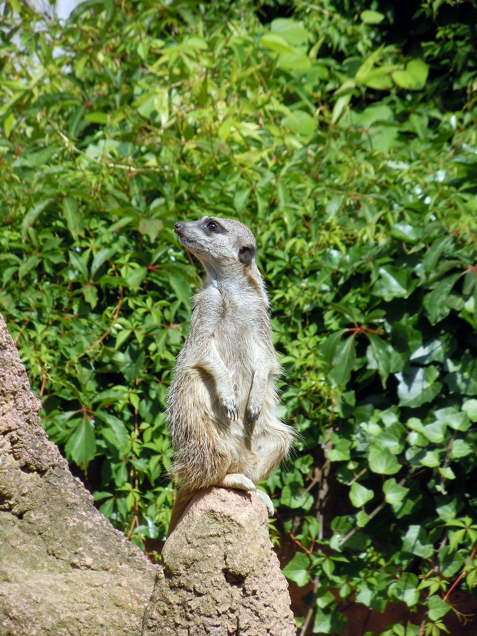 Meerkat, Gyvūnas, Apsauga, Nemokamos Nuotraukos,  Nemokama Licenzija