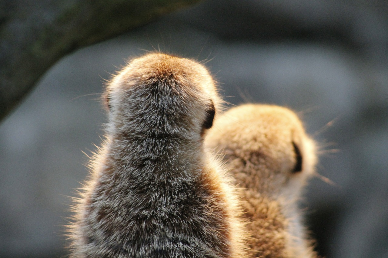 Meerkat, Žiūrėti, Apsauga, Gamta, Gyvūnai, Žinduolis, Juokinga, Nemokamos Nuotraukos,  Nemokama Licenzija