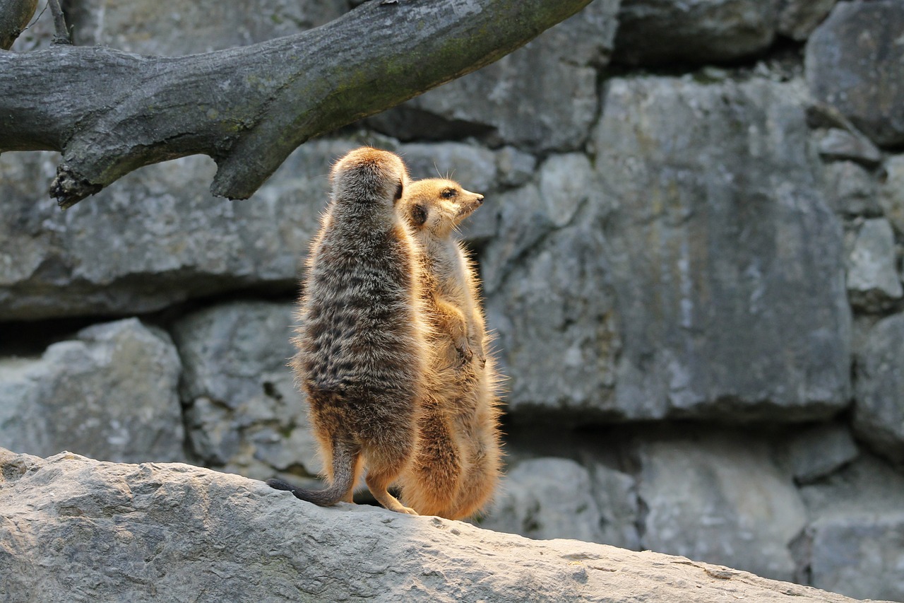 Meerkat, Žiūrėti, Apsauga, Gamta, Gyvūnai, Žinduolis, Juokinga, Nemokamos Nuotraukos,  Nemokama Licenzija