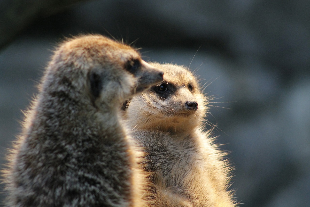 Meerkat, Žiūrėti, Apsauga, Gamta, Gyvūnai, Žinduolis, Nemokamos Nuotraukos,  Nemokama Licenzija