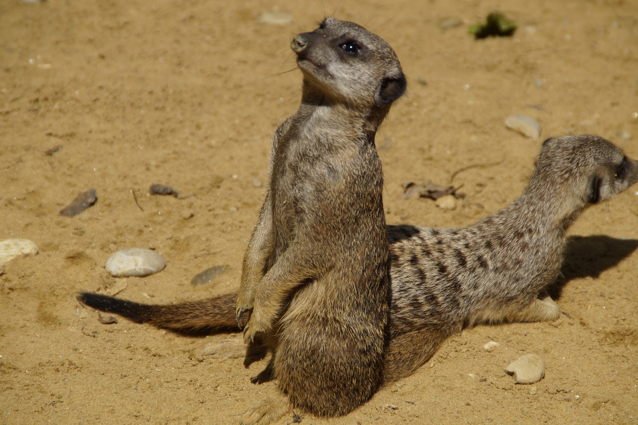 Meerkat, Mielas, Gyvūnų Pasaulis, Smėlis, Zoologijos Sodas, Sausas, Įdomu, Gyvūnas, Pūkuotas, Grupės Nuotrauka