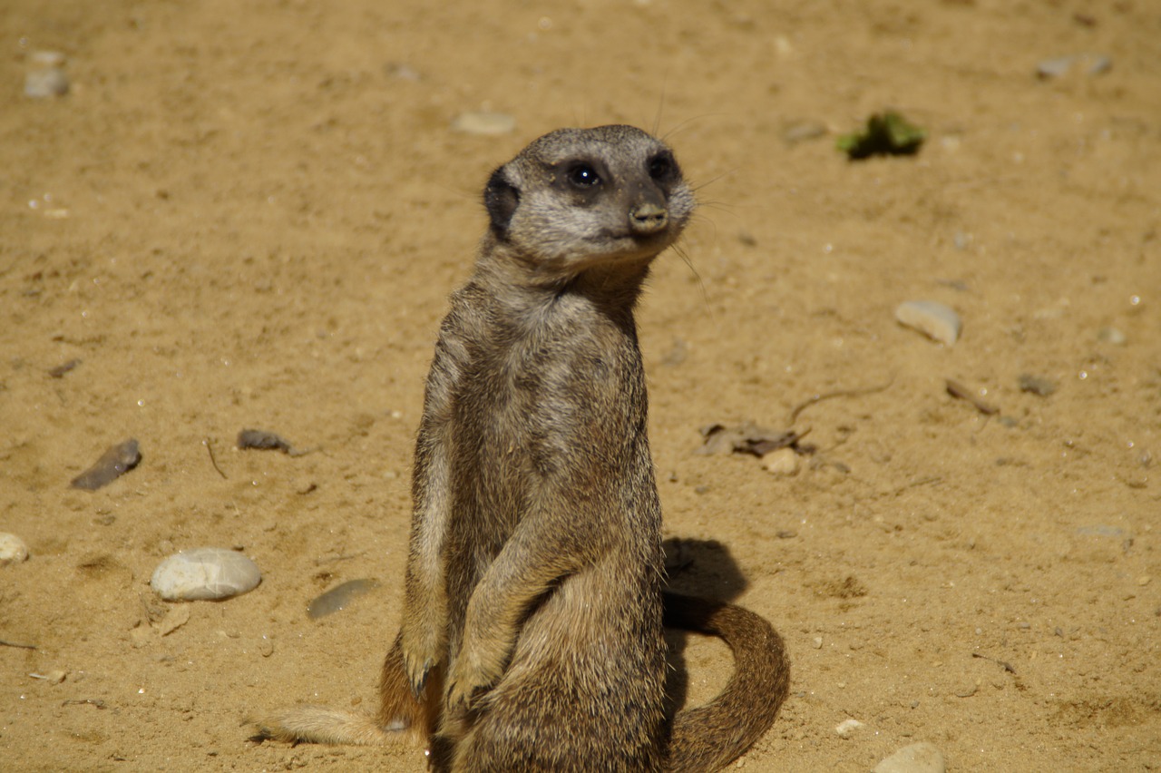 Meerkat, Mielas, Gyvūnų Pasaulis, Smėlis, Zoologijos Sodas, Sausas, Įdomu, Gyvūnas, Pūkuotas, Grupės Nuotrauka