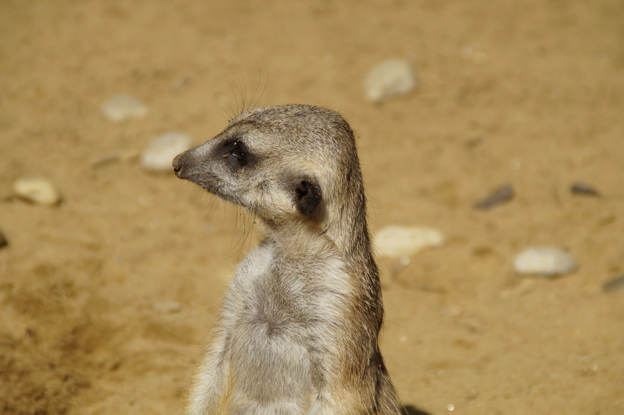 Meerkat, Portretas, Galva, Saugok Akis, Apsaugai, Apsauga, Prižiūrėtojas, Apsauginis, Gyvūnų Portretas, Kelti