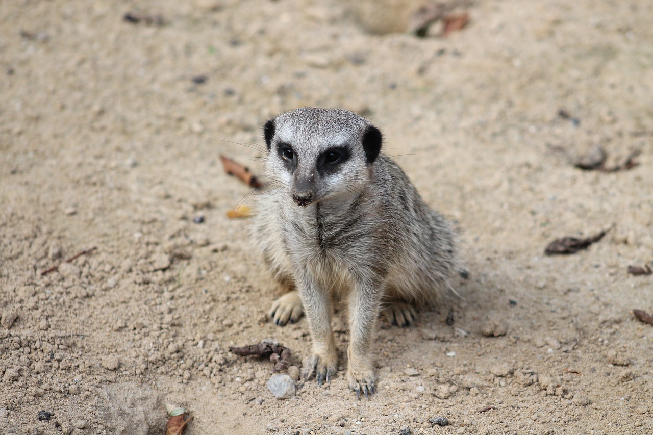 Meerkat, Žinduolis, Gyvūnas, Gamta, Mielas, Nemokamos Nuotraukos,  Nemokama Licenzija