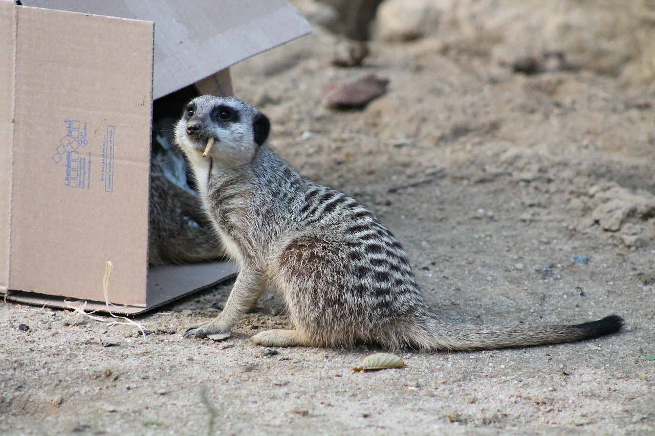 Meerkat, Žinduolis, Juokinga, Gyvūnas, Gamta, Mielas, Įdomu, Nemokamos Nuotraukos,  Nemokama Licenzija