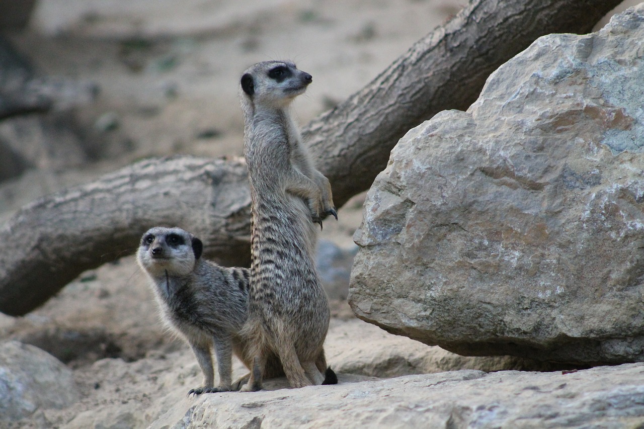 Meerkat, Žinduolis, Juokinga, Gyvūnas, Gamta, Apsauga, Mielas, Įdomu, Nemokamos Nuotraukos,  Nemokama Licenzija