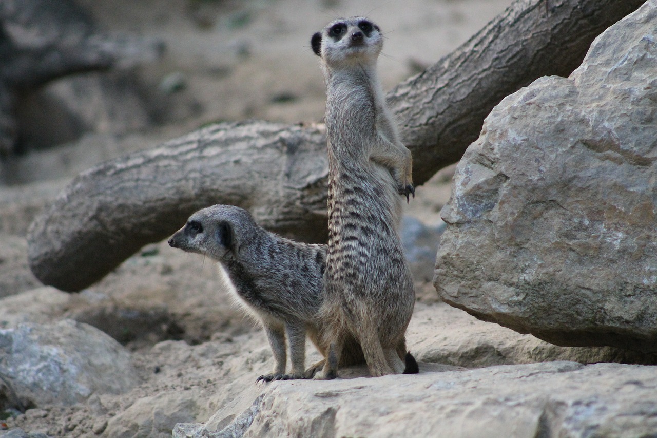 Meerkat, Žinduolis, Juokinga, Gyvūnas, Gamta, Apsauga, Mielas, Įdomu, Nemokamos Nuotraukos,  Nemokama Licenzija