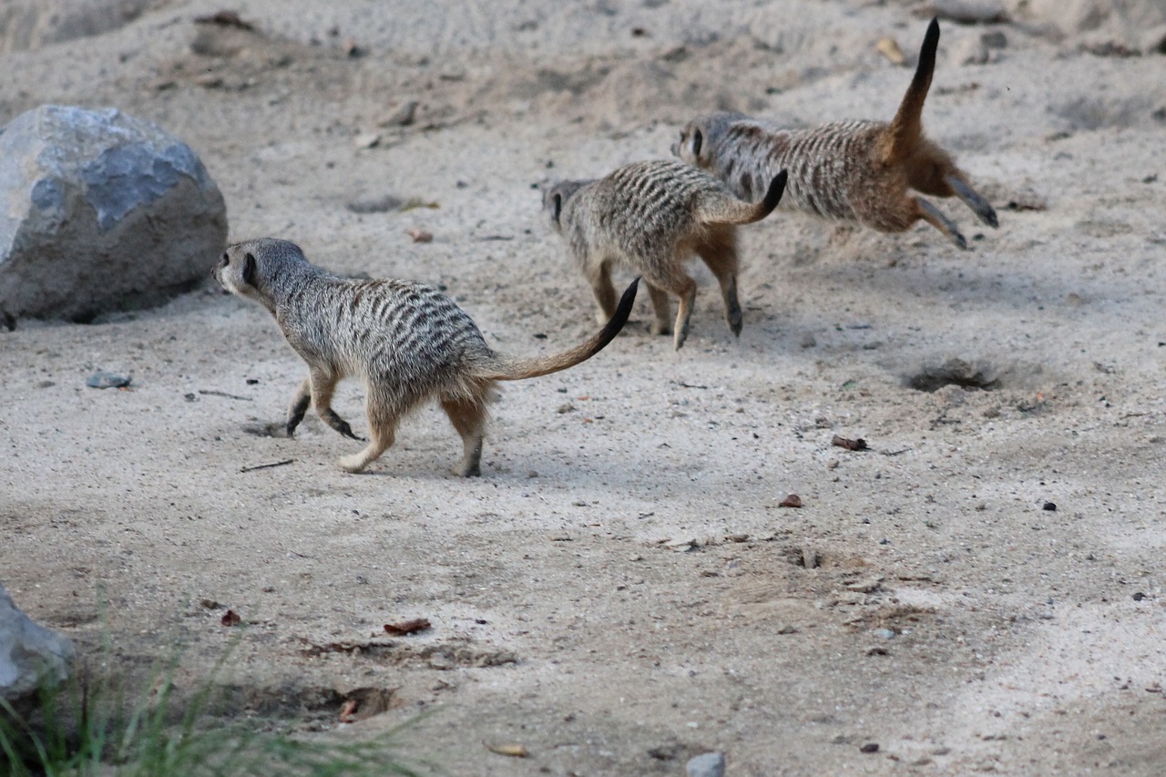 Meerkat, Žinduolis, Gyvūnas, Gamta, Mielas, Įdomu, Nemokamos Nuotraukos,  Nemokama Licenzija