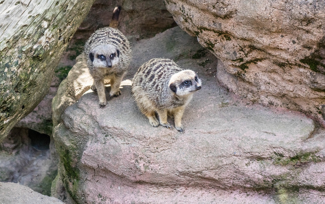 Meerkat, Gamta, Mielas, Žinduolis, Kailis, Pūkuotas, Veidas, Ruda, Mažas, Lauke