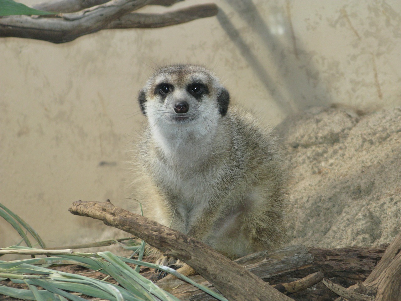 Meerkat, Gyvūnas, Žinduolis, Mielas, Zoologijos Sodas, Padaras, Nemokamos Nuotraukos,  Nemokama Licenzija