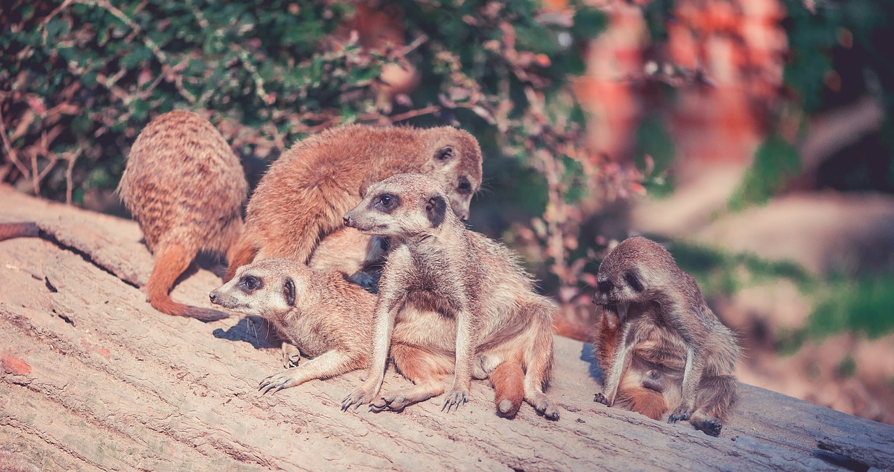 Meerkat, Gyvūnai, Zoologijos Sodas, Dykuma, Afrika, Paketas, Grupė, Šeima, Nemokamos Nuotraukos,  Nemokama Licenzija