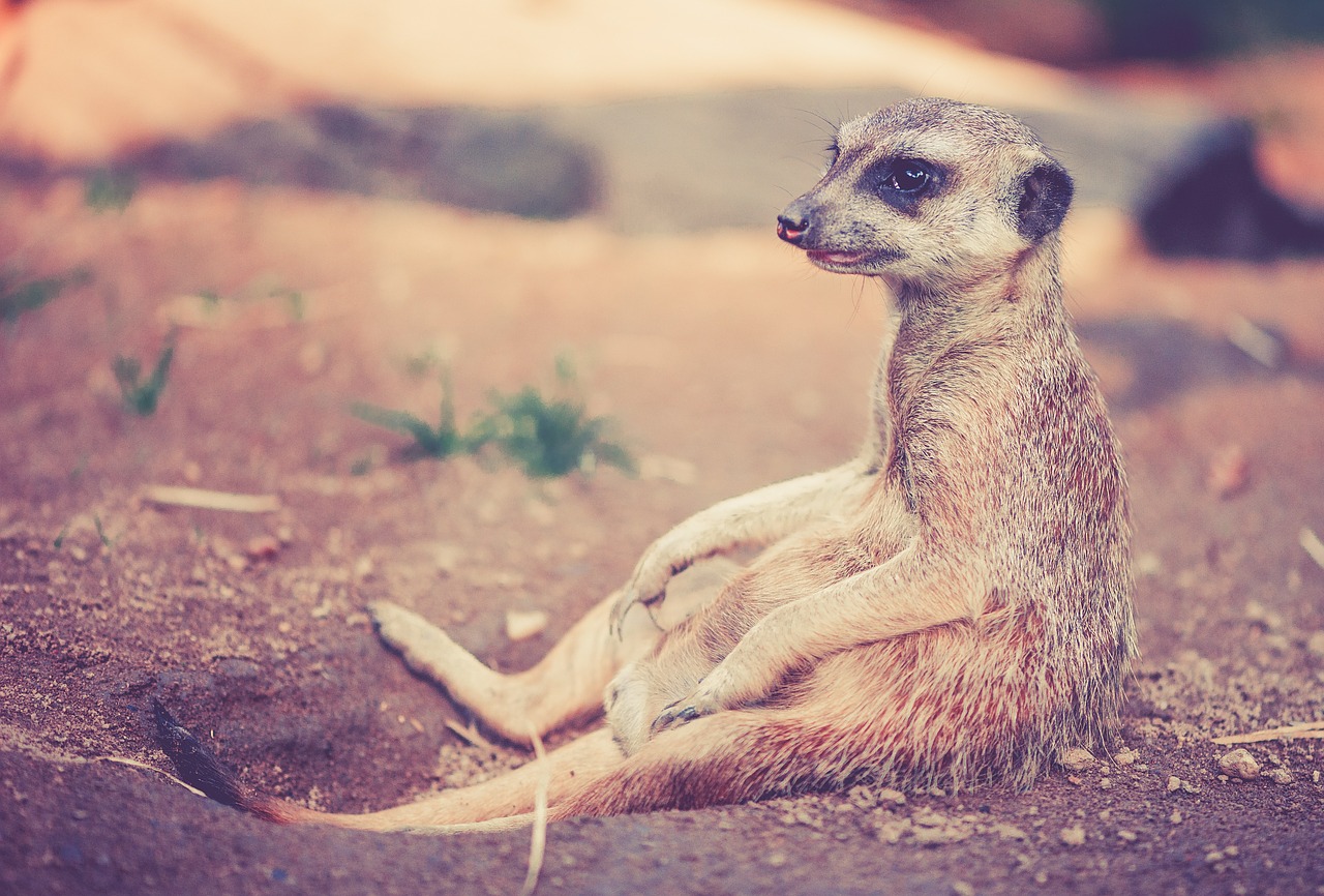 Meerkat, Gyvūnas, Afrika, Dykuma, Gamta, Zoologijos Sodas, Sėdėti, Poilsis, Atsipalaiduoti, Kvėpuoti