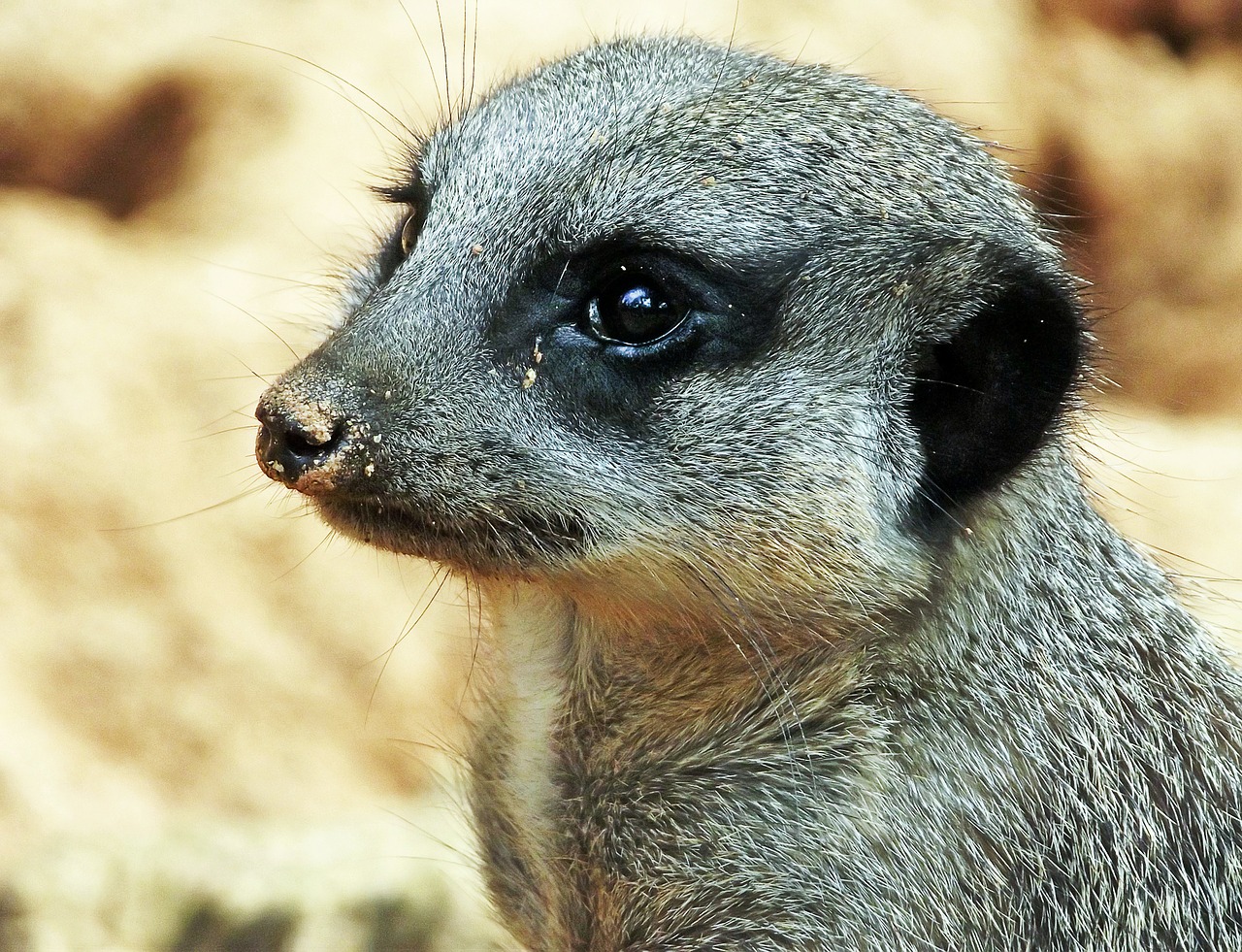 Meerkat, Žinduolis, Gyvūnas, Mielas, Nemokamos Nuotraukos,  Nemokama Licenzija