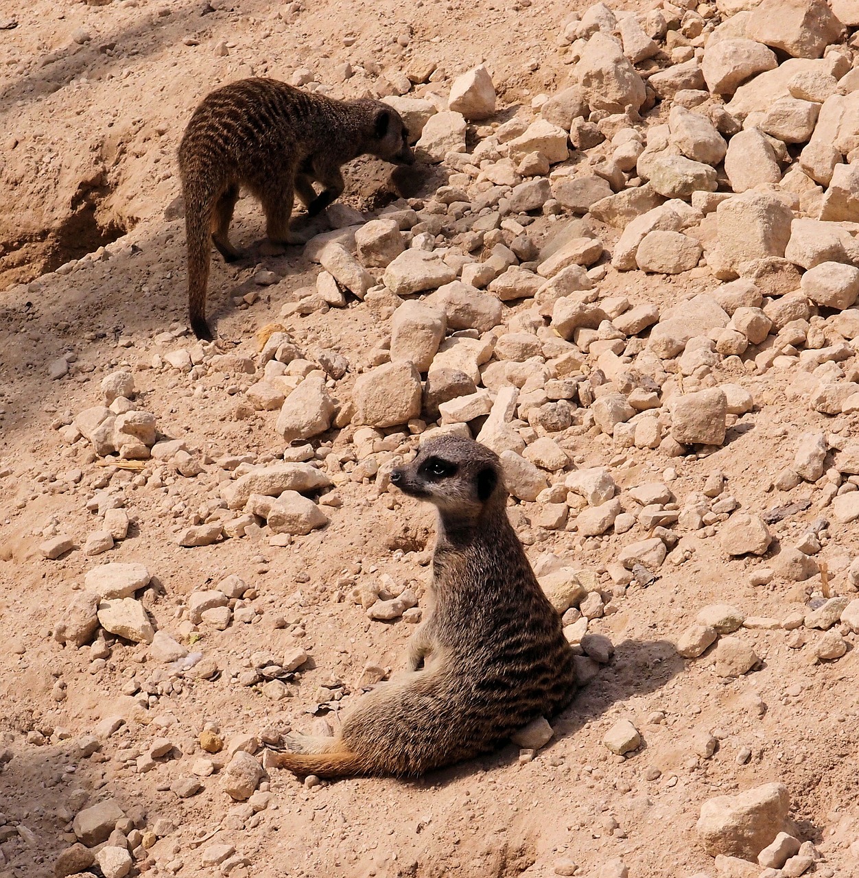 Meerkat, Gyvūnas, Laukinė Gamta, Gamta, Laukiniai, Atsipalaiduoti, Nelaisvė, Nemokamos Nuotraukos,  Nemokama Licenzija