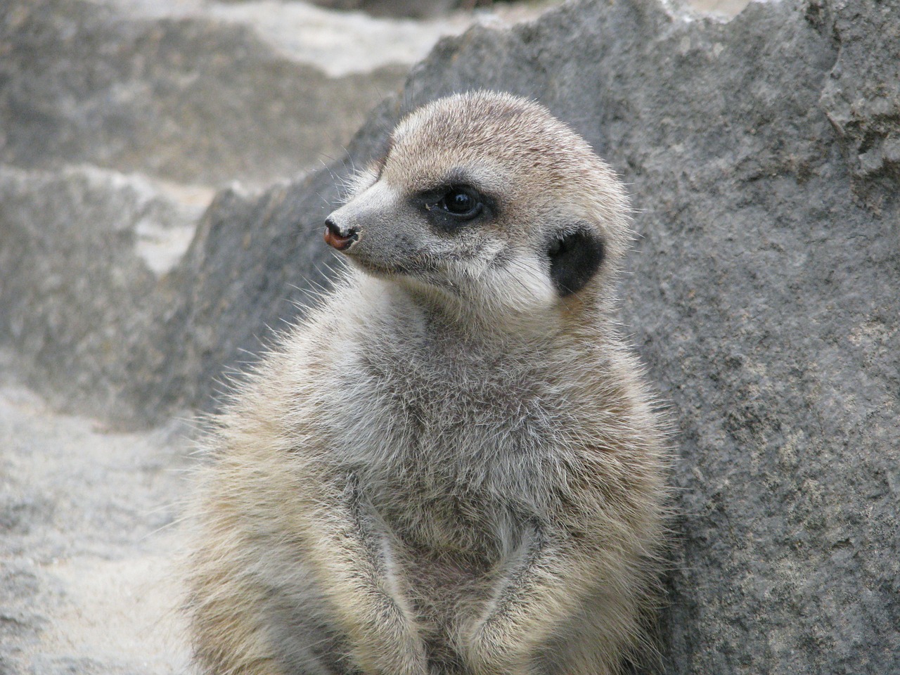 Meerkat, Gyvūnas, Gamta, Žinduolis, Mielas, Nager, Vaizdas, Juokinga, Zoologijos Sodas, Nemokamos Nuotraukos