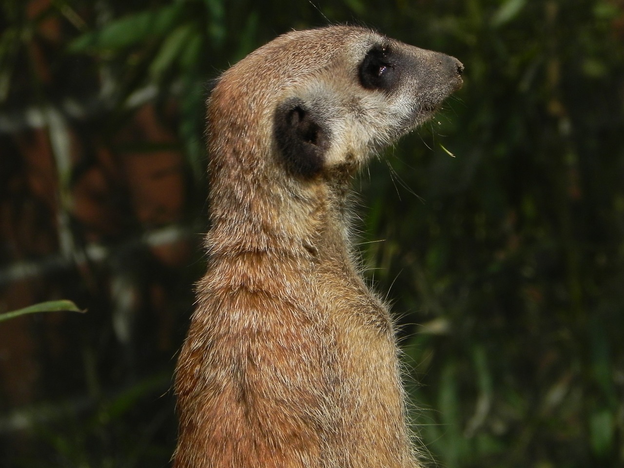 Meerkat, Gyvūnas, Juokinga, Žinduolis, Kailis, Budrus, Nemokamos Nuotraukos,  Nemokama Licenzija