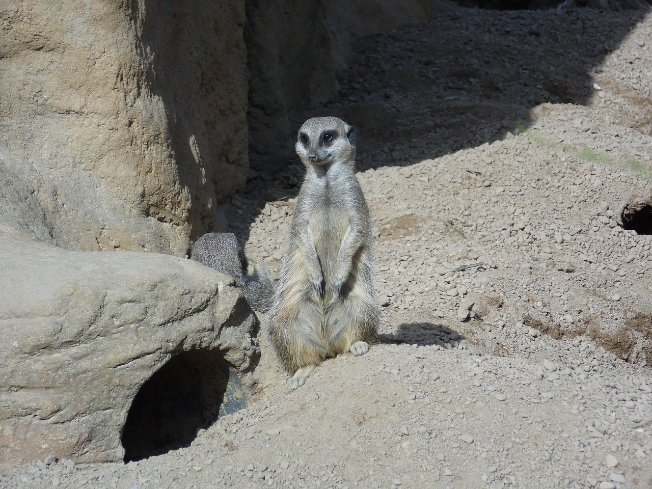 Meerkat, Gyvūnas, Žinduolis, Laukinė Gamta, Laukiniai, Gamta, Zoologijos Sodas, Dykuma, Pūkuotas, Mielas