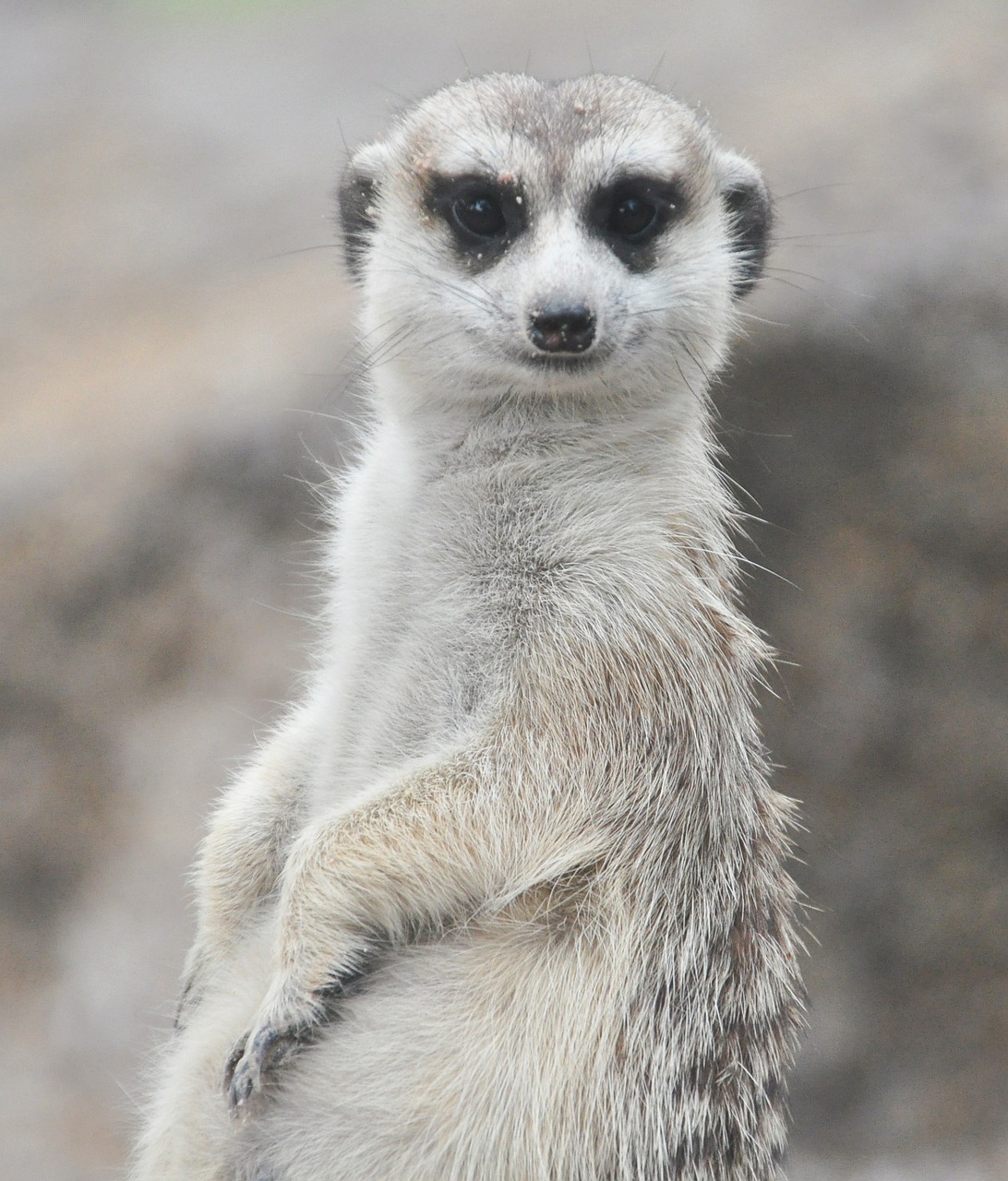 Meerkat, Gyvūnai, Portretas, Zoologijos Sodas, Kailis, Dykumos Gyvūnai, Nemokamos Nuotraukos,  Nemokama Licenzija