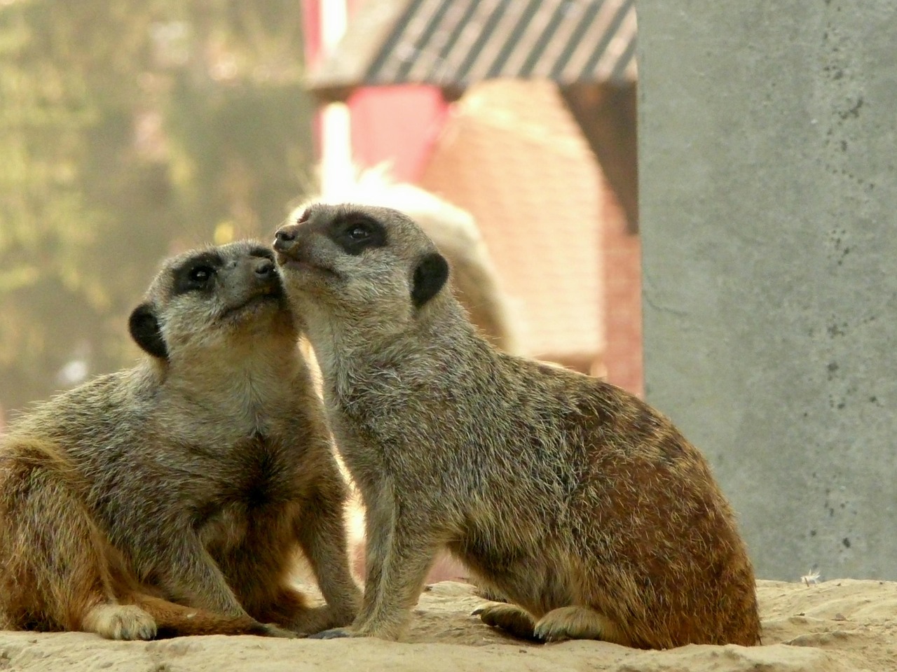 Meerkat, Kuschelnd, Naminiai Gyvūnai, San Franciskas, Nemokamos Nuotraukos,  Nemokama Licenzija