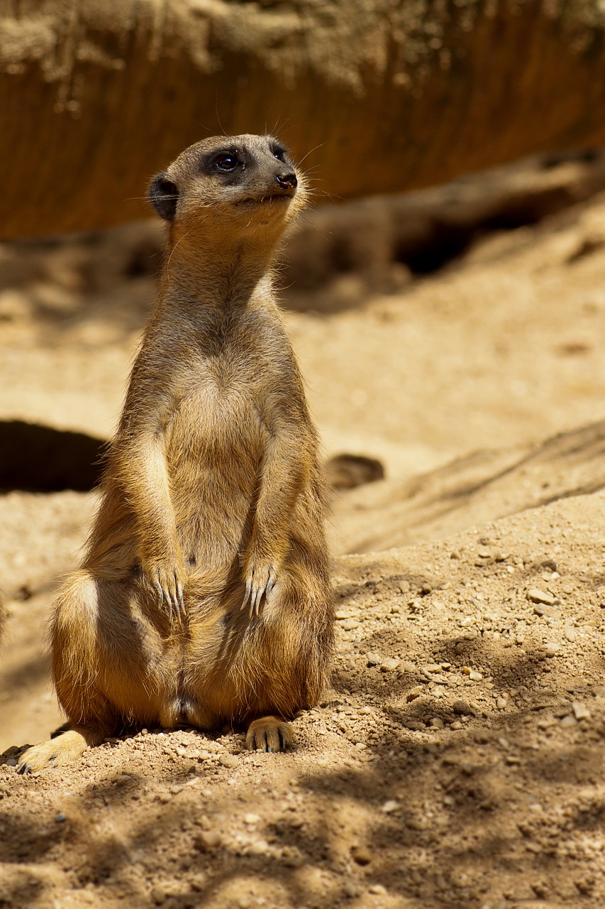 Meerkat, Savana, Afrika, Safari, Nacionalinis Parkas, Dykuma, Sausra, Laukinis Gyvūnas, Zoologijos Sodas, Stepė