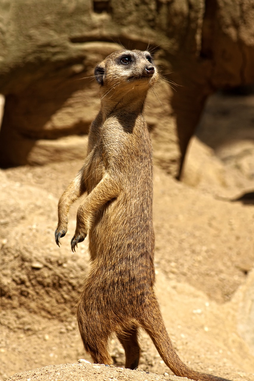 Meerkat, Savana, Afrika, Safari, Nacionalinis Parkas, Dykuma, Sausra, Laukinis Gyvūnas, Zoologijos Sodas, Stepė