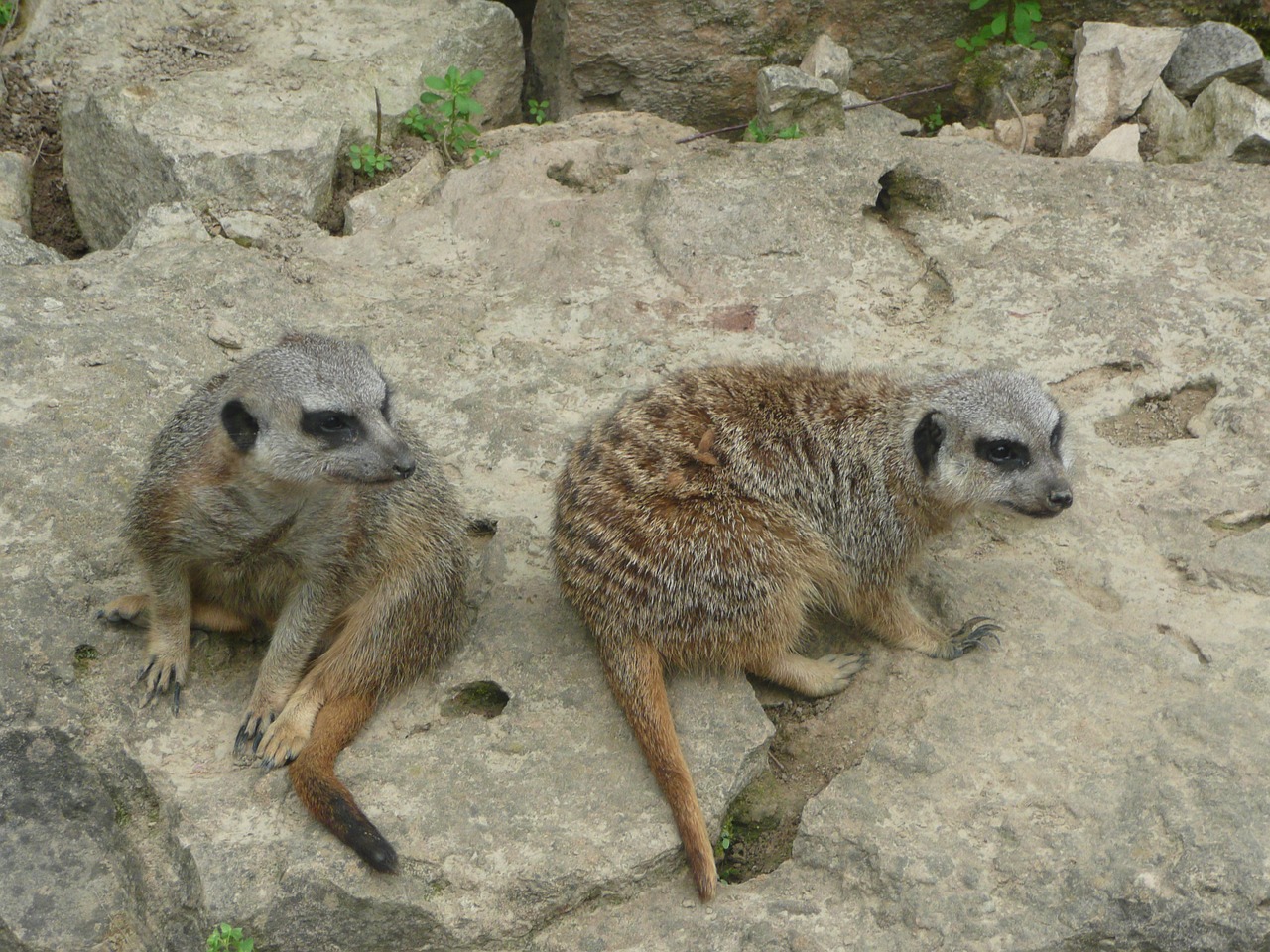 Meerkat, San Franciskas, Naminiai Gyvūnai, Nemokamos Nuotraukos,  Nemokama Licenzija