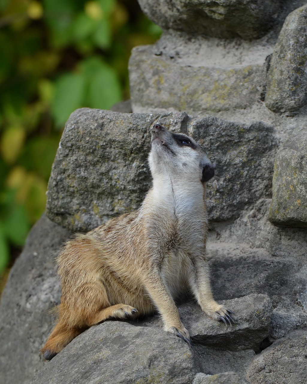 Meerkat, Zoologijos Sodas, Saldus, Mielas, Gyvūnai, Nemokamos Nuotraukos,  Nemokama Licenzija