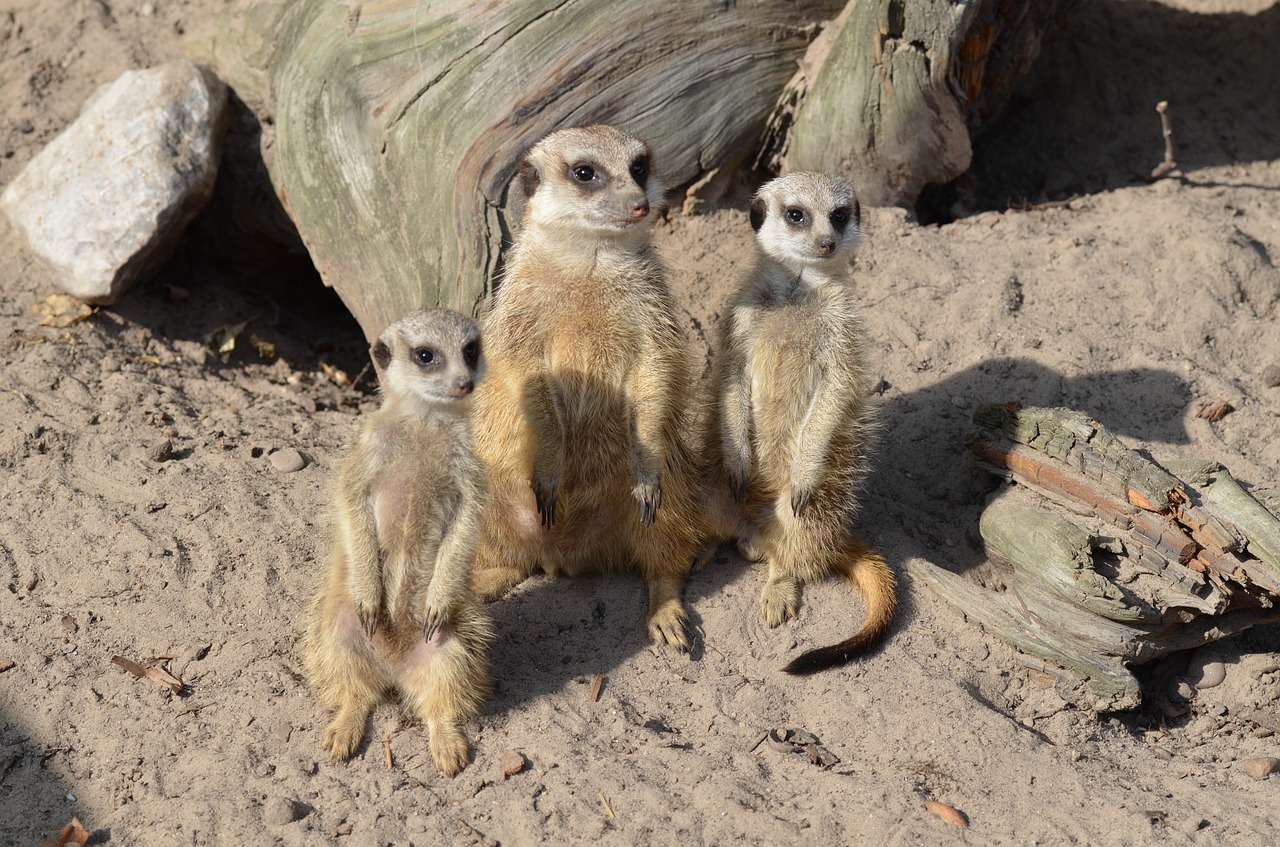 Meerkat, Zoologijos Sodas, Saldus, Mielas, Gyvūnai, Nemokamos Nuotraukos,  Nemokama Licenzija