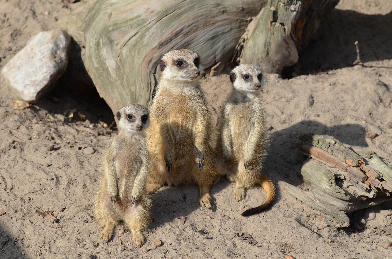 Meerkat, Zoologijos Sodas, Saldus, Mielas, Gyvūnai, Nemokamos Nuotraukos,  Nemokama Licenzija