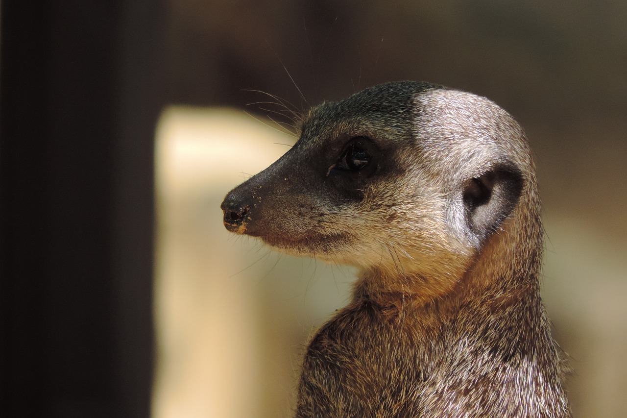 Meerkat, Zoologijos Sodas, Gyvūnas, Gamta, Tiergarten, Afrika, Įdomu, Smėlis, Nemokamos Nuotraukos,  Nemokama Licenzija