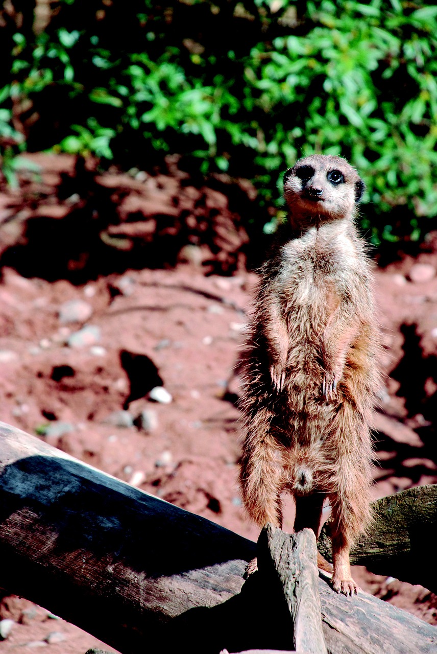 Meerkat,  Zoologijos Sodas,  Gyvūnas,  Tiergarten,  Įdomu,  Smėlis,  Dykuma,  Gamta, Nemokamos Nuotraukos,  Nemokama Licenzija