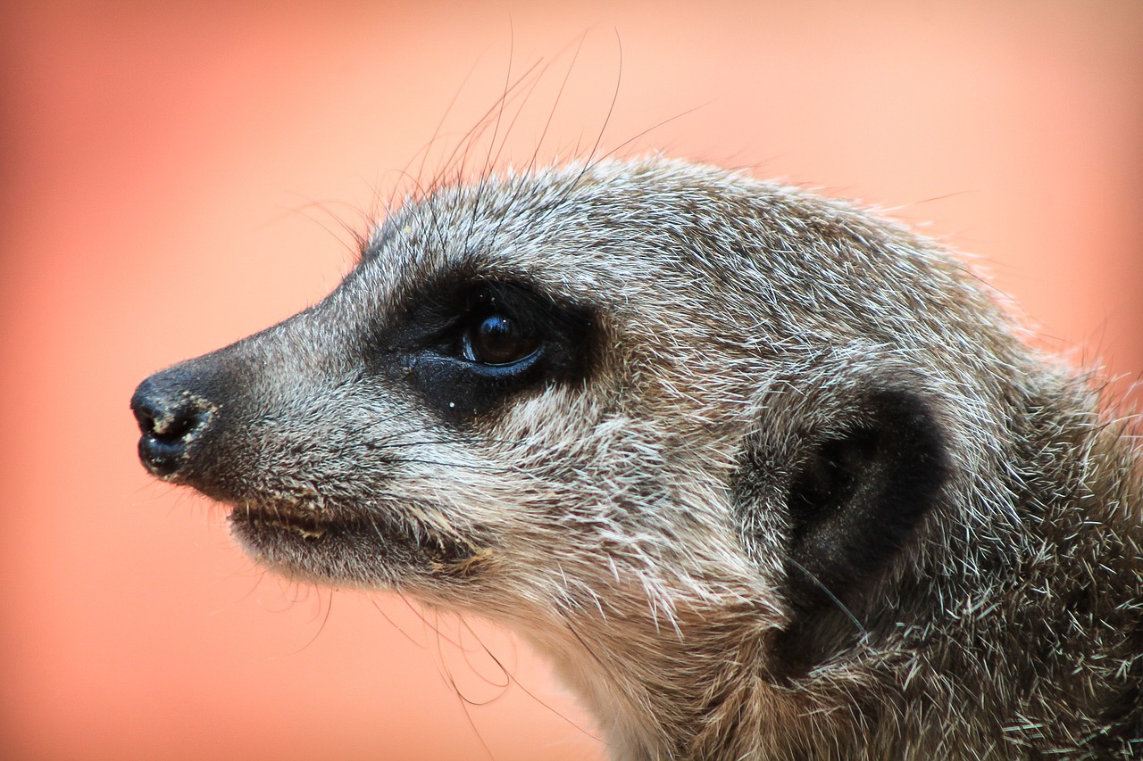 Meerkat,  Gamta,  Portretas,  Gyvūnas,  Galva,  Žiūri,  Afrika,  Dykuma,  Plėšrūnas,  Zoologijos Sodas