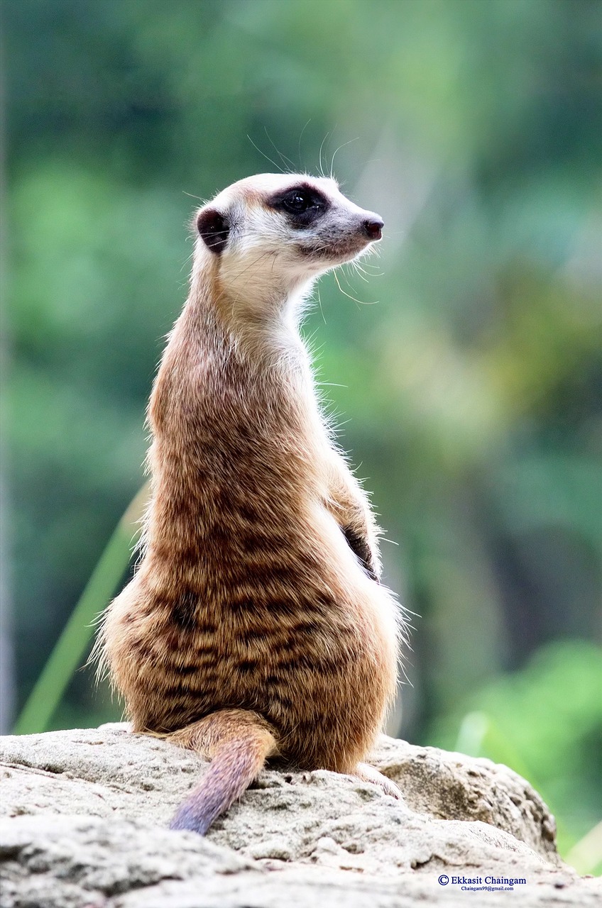 Meerkat,  Zoologijos Sodas,  Suricata Suricatta,  Gyvūnas,  Laukinė Gamta,  Parkas,  Mažas,  Afrika,  Žiūrėti,  Gamta