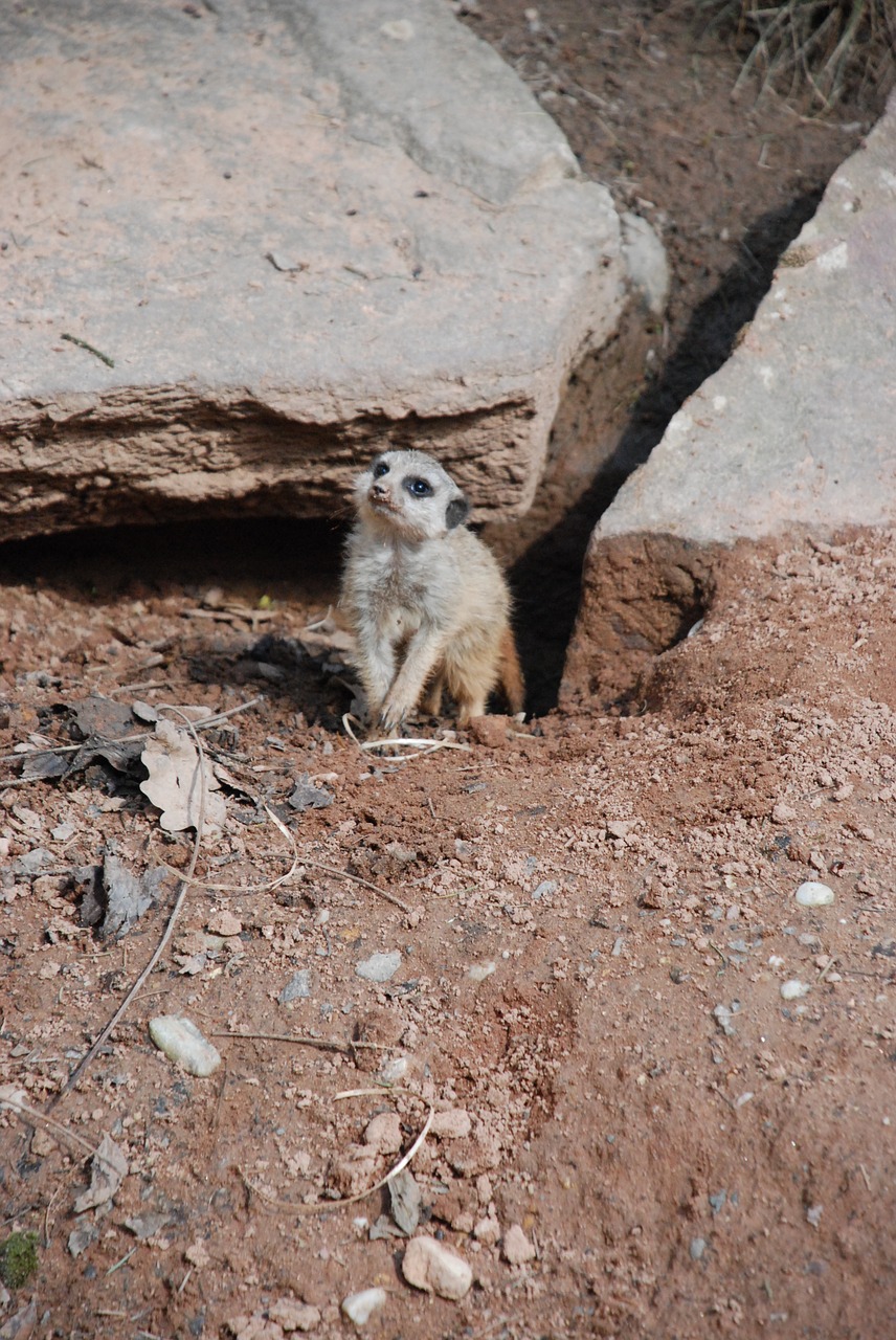 Meerkat,  Zoologijos Sodas,  Gamta,  Gyvūnas,  Įdomu,  Smėlis,  Dykuma,  Sėdėti,  Tiergarten, Nemokamos Nuotraukos