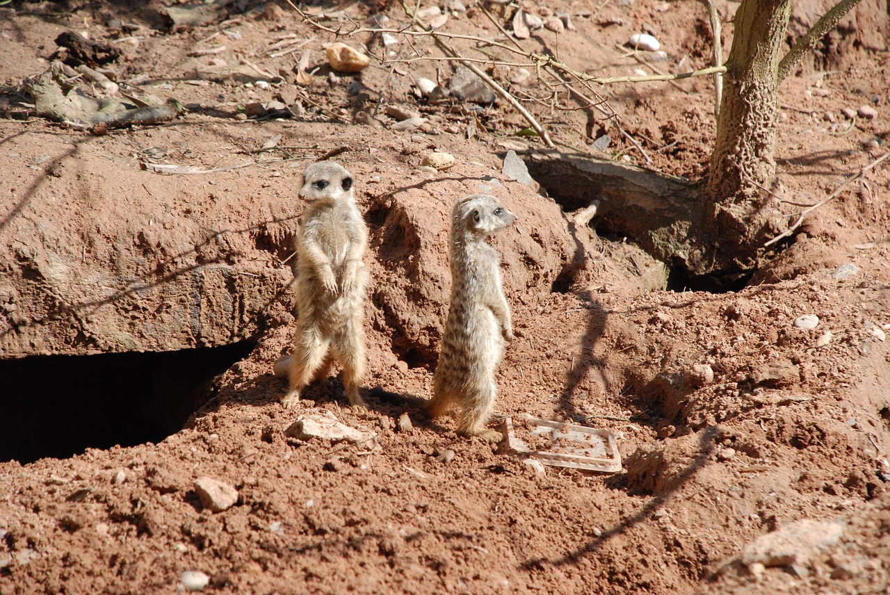 Meerkat,  Zoologijos Sodas,  Gyvūnas,  Gamta,  Tiergarten,  Įdomu,  Vienišas,  Sėdėti,  Dykuma,  Smėlis