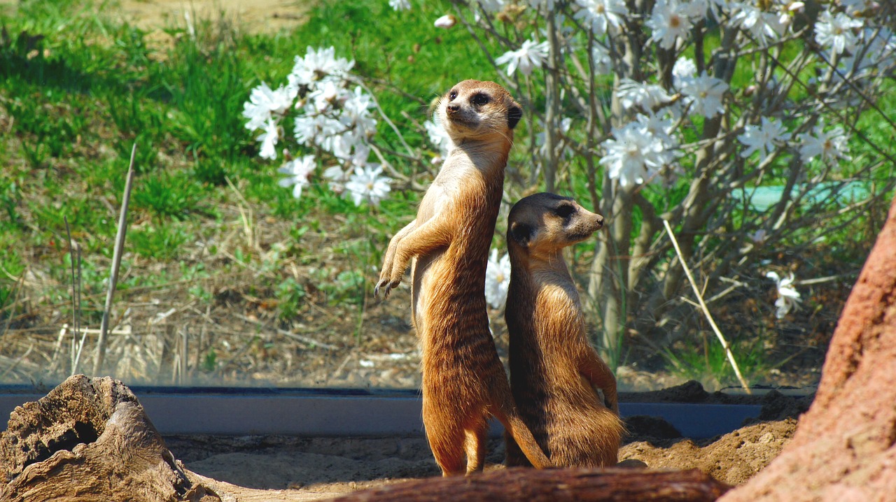 Meerkat,  Gyvūnai,  Žinduolis,  Laukinė Gamta,  Mielas,  Afrika,  Zoologijos Sodas,  Safari,  Stovintis,  Dykuma