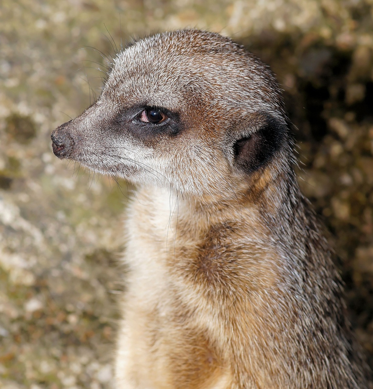 Meerkat, Portretas, Saldus, Uždaryti, Galva, Mielas, Dėmesio, Veidas, Pūkuotas, Išraiška