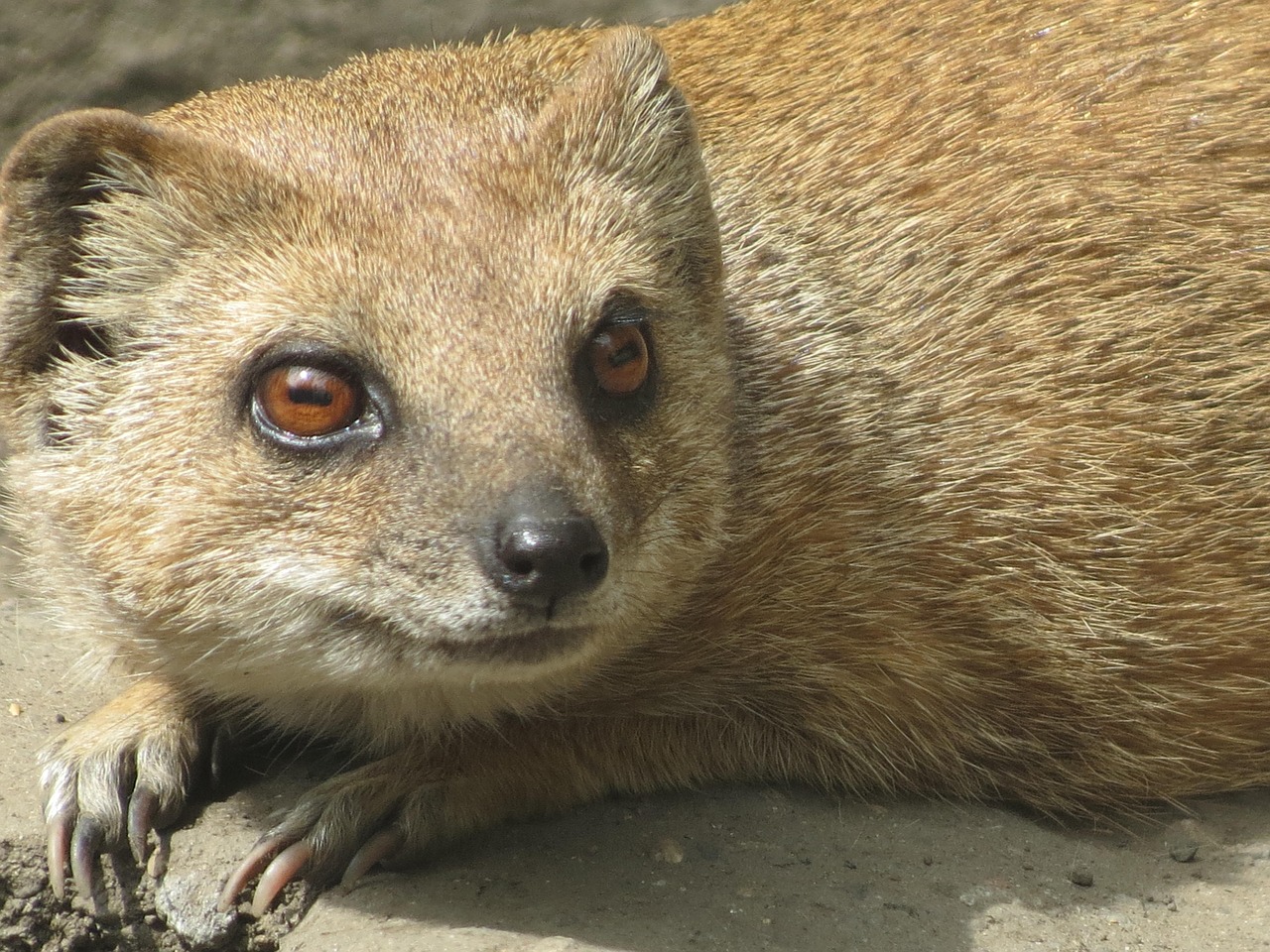 Meerkat,  Děčín Zoo,  Mielas,  Gražus,  Gamta,  Žinduolis,  Galva, Nemokamos Nuotraukos,  Nemokama Licenzija