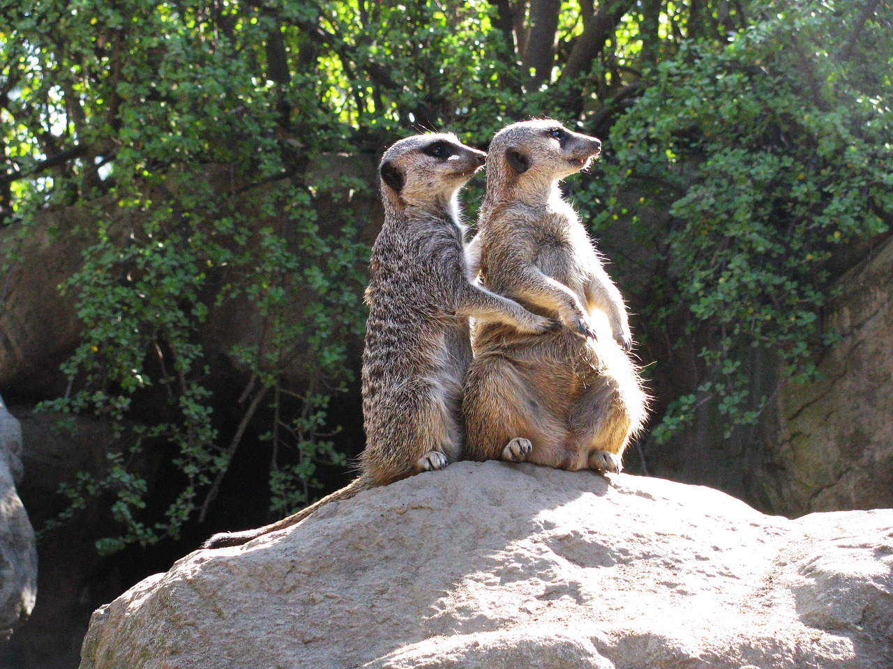 Meerkat, Mielas, Žinduolis, Laukinė Gamta, Ruda, Stovintis, Budrus, Juokinga, Žiūri, Rokas