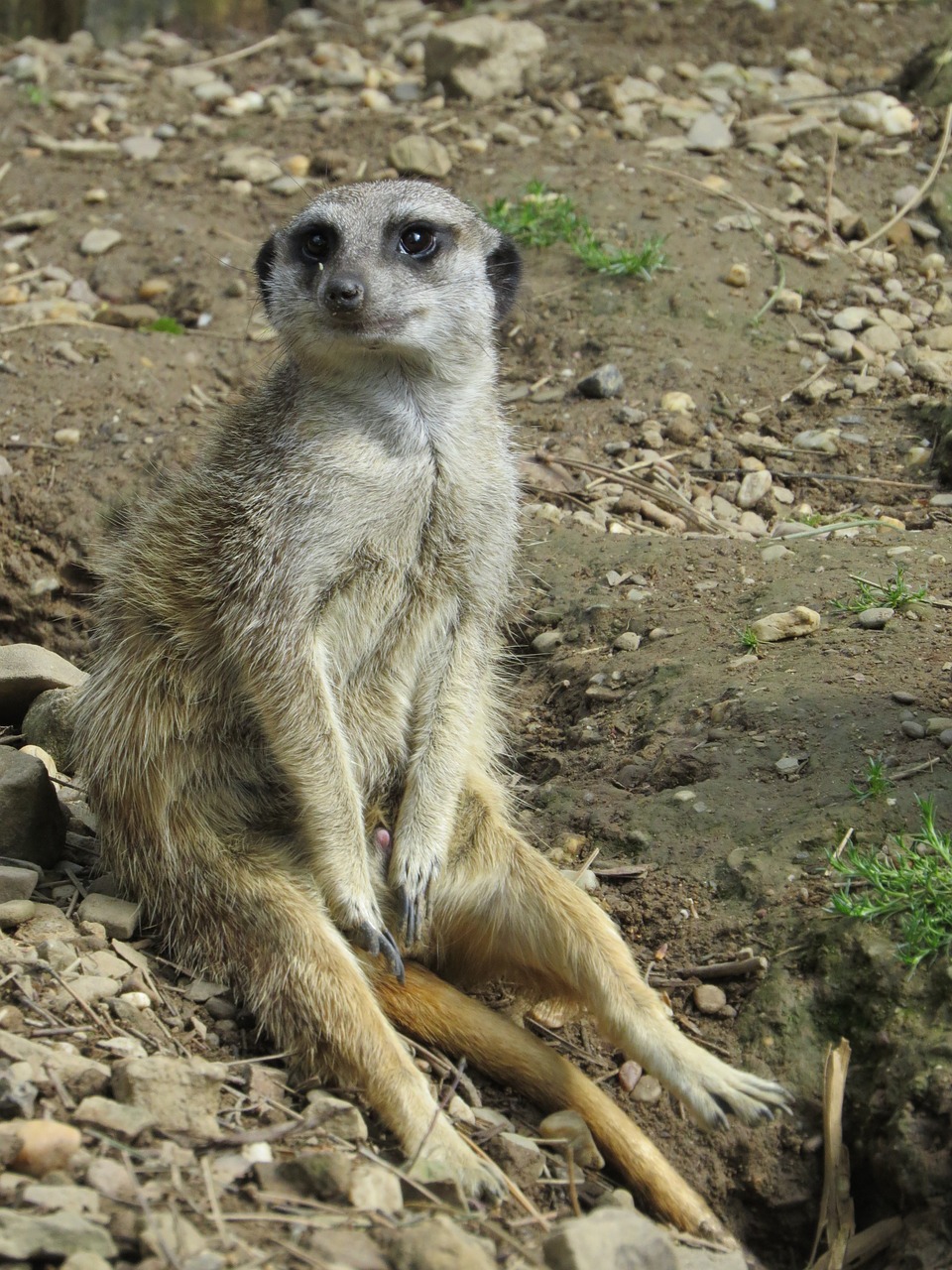 Meerkat,  Zoologijos Sodas,  Afrika,  Sėdėti,  Smėlis,  Apsauga,  Mielas,  Gamta,  Žiūrėti,  Žinduolis