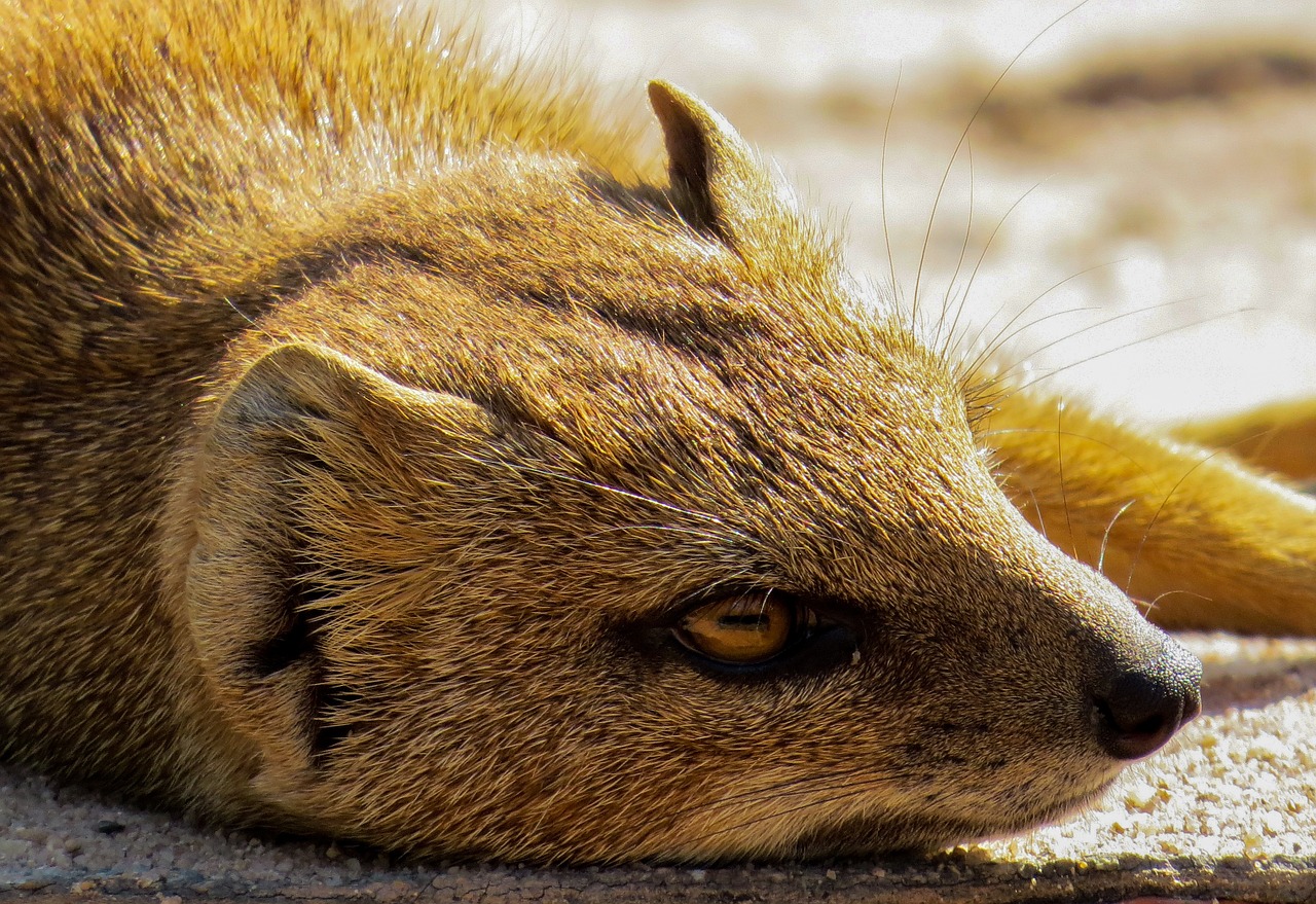 Meerkat, Mažas, Akis, Galva, Veidas, Geltona, Protingas, Nemokamos Nuotraukos,  Nemokama Licenzija