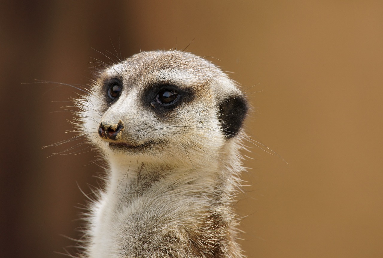 Meerkat, Zoologijos Sodas, Gyvūnas, Gamta, Žinduolis, Apsauga, Mielas, Įdomu, Žiūrėti, Graužikas