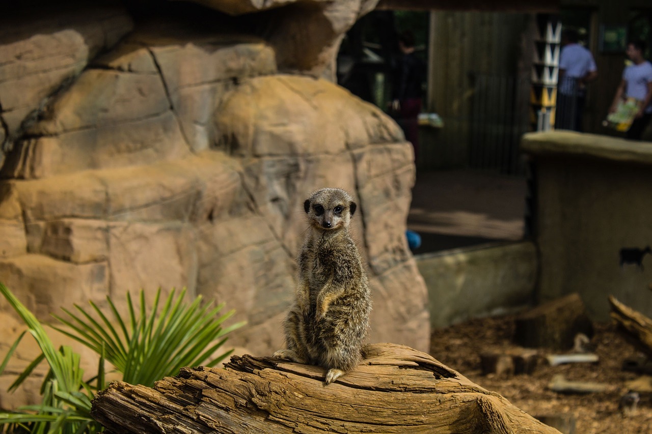 Meerkat, Zoologijos Sodas, Naminis Gyvūnėlis, Nemokamos Nuotraukos,  Nemokama Licenzija