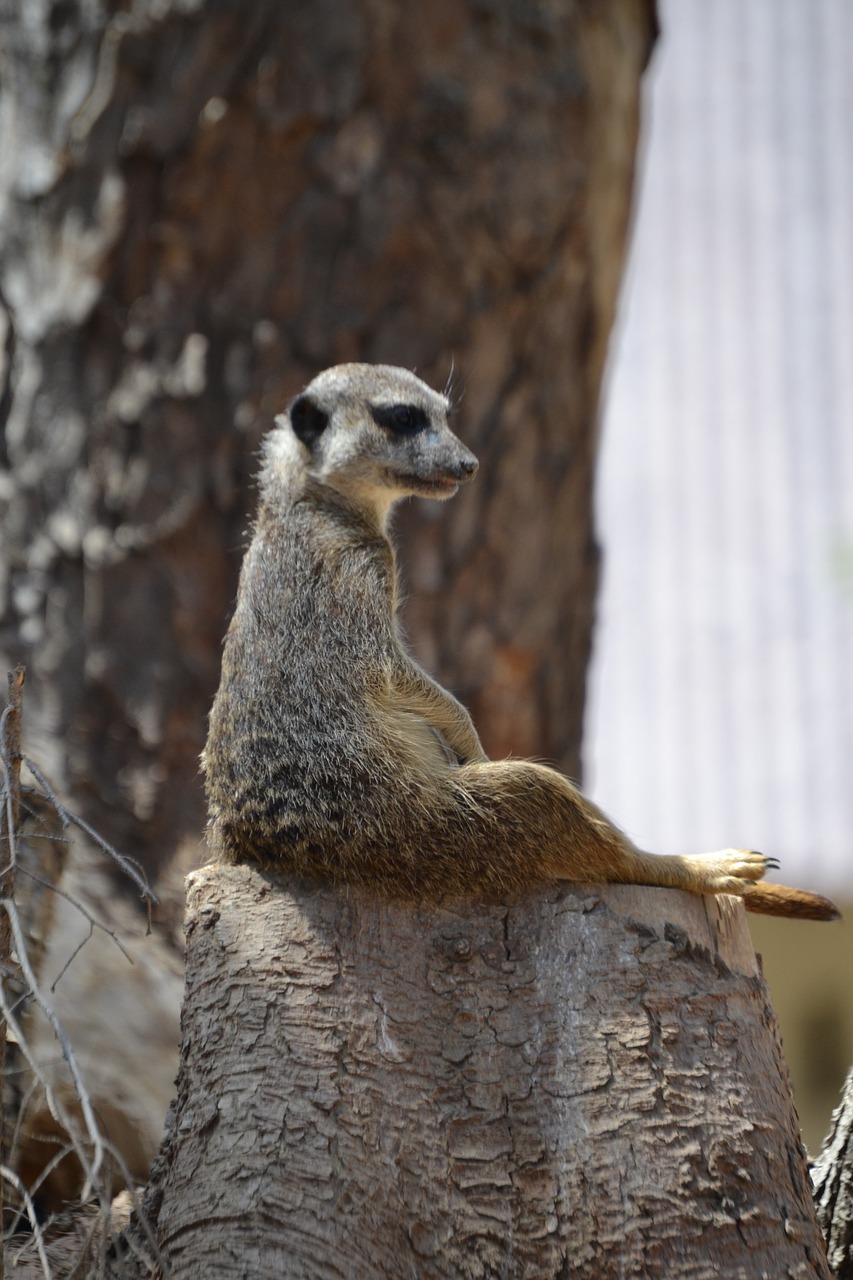 Meerkat,  Saldus,  Laukiniai,  Dėmesio,  Laikykis,  Socialinis,  Gamta,  Gyvūnas,  Sveikas, Nemokamos Nuotraukos