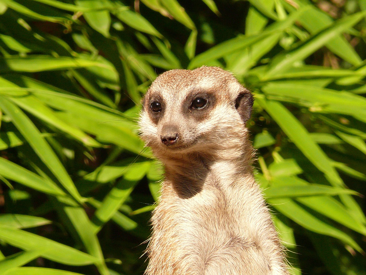 Meerkat, Nager, Gamta, Dėmesio, Žiūrėti, Apsauga, Vaizdas, Afrika, Gyvūnas, Žinduolis