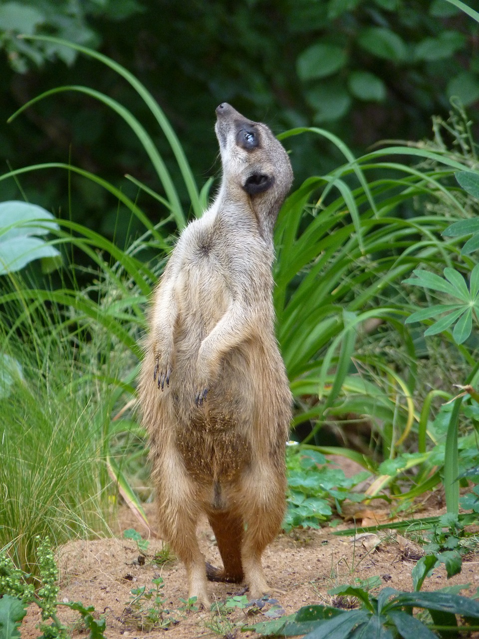 Meerkat, Apsauga, Gyvūnas, Dėmesio, Laikykis, Socialinis, Zoologijos Sodas, Nemokamos Nuotraukos,  Nemokama Licenzija