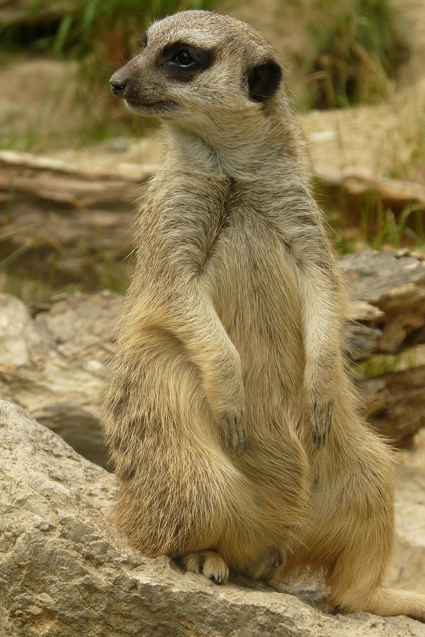 Meerkat,  Gyvūnas,  Gamta,  Apsauga,  Zoologijos Sodas,  Žiūrėti,  Laukinės Gamtos Fotografija,  Mielas,  Vadovas, Nemokamos Nuotraukos